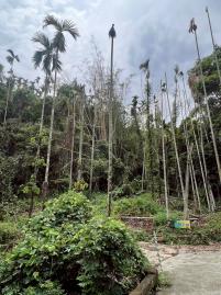 竹崎龍山派出所旁近1甲農地