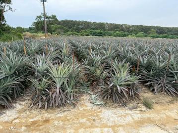 大林大埔美旁農地