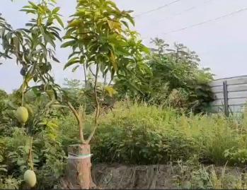 育人路都計農地送鐵厝（權利轉讓）(1)