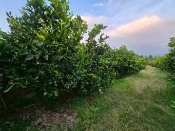 嘉義房屋仲介  雙溪庄內千坪平坦柳丁園
