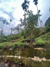 嘉義房屋仲介 竹崎龍山派出所旁近1甲農地