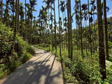 嘉義房屋仲介 梅山過山檳榔山農地