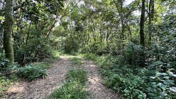 房屋土地專家 南投名間新廍下8087-烏心石木林一般農農地