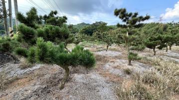 房屋土地專家 南投名間新廍下847-臨10米路方正一般農大面寬