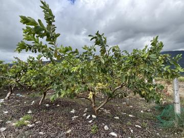 花蓮房仲推薦 2 壽豐豐南段大面寬十年芭樂園美農地