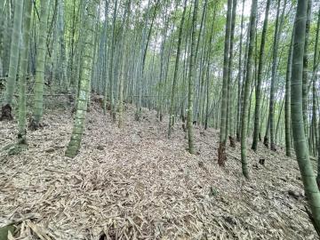 北區透天買屋 中寮高海拔優質美農地