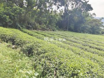 南投竹山買房 竹山景茶園