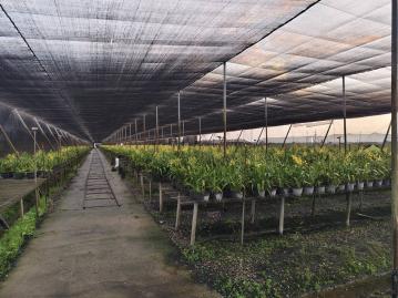 雲林土地仲介 興合發地產 大埤文心蘭園