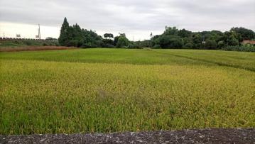 田中順天宮旁農地-降價囉~~~