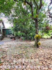 大台南房仲王 鹽水區近仁光國小建地-台南市鹽水區仁光段