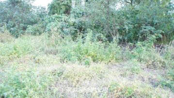 台南市區土地房屋 柳營省道旁百坪建地