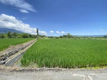 花蓮農地買賣 房地本華~鳳林河畔稻香地，便宜良田待有緣