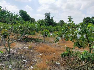 台南房地管家 山上區石子崎段1.2甲有水有電農地