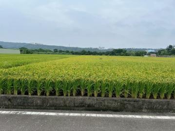 新竹好屋推薦 【竹北麻園學苑富田】756坪美農地 稀有釋出