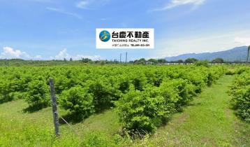 台東透天好屋 知本開發隊5分釋迦園農地