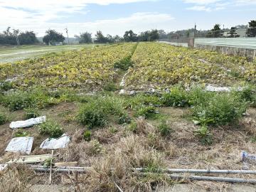 新營房地專家 柳營徳元埤2.3分美農地分美農地