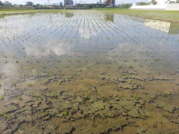 新營房地專家 柳營太康國小2分美農地