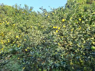 新營房地專家 東山前大埔1.1甲超優質柳丁園