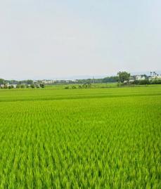 彰化買房地 溪州綠筍美田