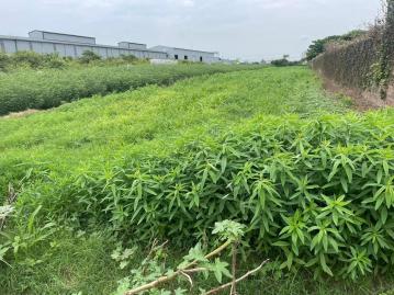 安定管寮段工廠林立旁增值美特農1678-台南金牌房仲