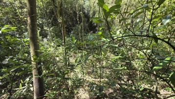 苗栗不動產達人 苗栗公館鄉近南河國小旁休閒農牧用地