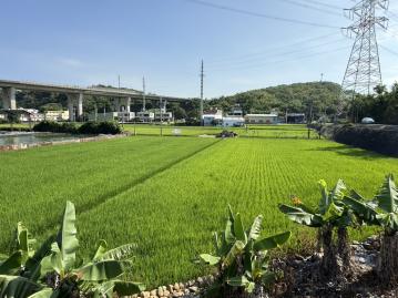 通霄土地達人 通霄梅南綠意良田 