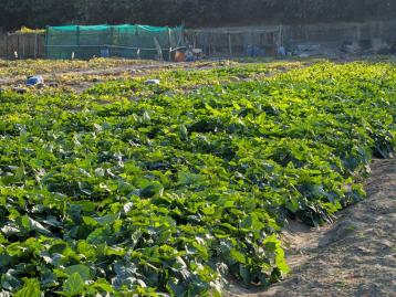 橋頭農地建地.陀區樂活田園．一般農業區優質農地