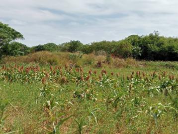 樂福獨家《小編推薦》水頭段「高粱田」農地I