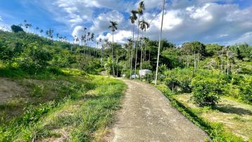 南投房地產 集集中集路柳丁園4分
