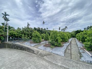南投房地產 竹山紫南宮黃金果園4.4分