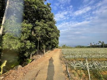 南投房地產 名間三崙農地4.9分