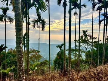 南投房地產 中寮高海拔景觀避暑農地1.4甲