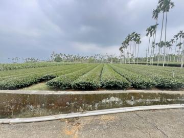 南投房地產 名間松柏嶺茶園3分