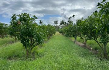 東河隆昌老農地B 台東農地農舍 台東土地買賣