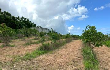 東河興隆農地 台東農地農舍 台東土地買賣