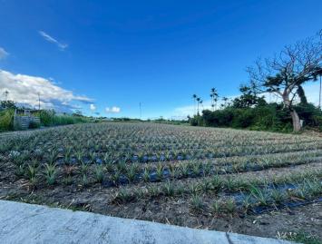成功豐田農地 台東農地農舍 台東土地買賣