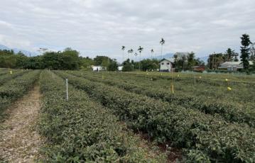 鹿野永安茶園農地 台東農地農舍 台東土地買賣