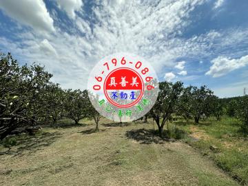 *真善美不動產仲介社* NO.4661 麻豆1.4分有地下水柚子園