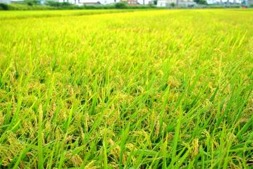 後龍高鐵有一塊農地C0101-住商頭份中央店
