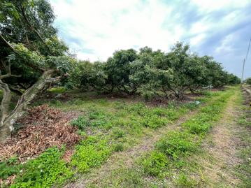 東山荔枝園3.2分農地