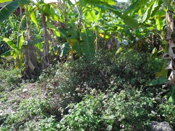 太平近長龍路活動中心林地