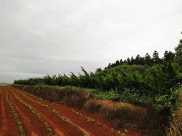 九天黑森林土地