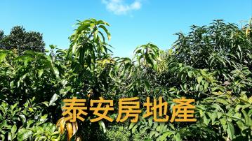 知本開發隊開心小農地