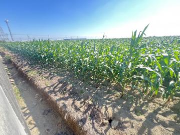 鹽水正中央公路19旁✱台灣詩路✱美農地