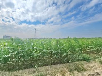 官田6.2分方正農地｜近嘉南高爾夫球場