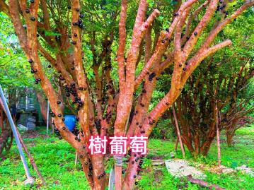  綠意盎然友善農地・實現田園夢想