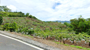 台南土地承 專簽 玉井虎頭山低總價農牧用地