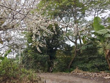 南投不動產 南投中寮四季環景1.92甲有水電農場