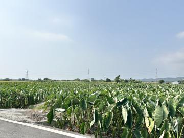 廍子臨路4分農地