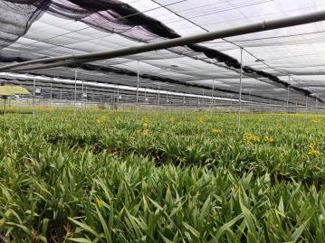 月眉西路一般農